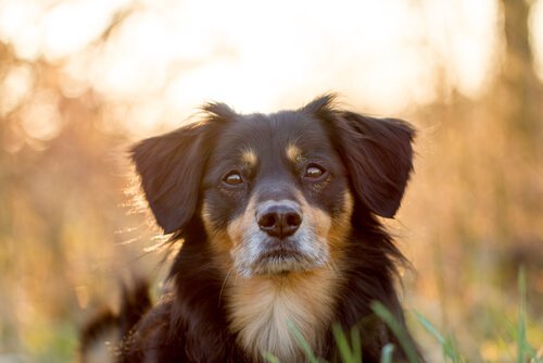 aile dostu köpek ırkları
