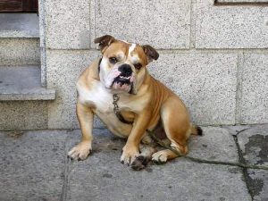 Alano Espanol Cinsi Köpekler