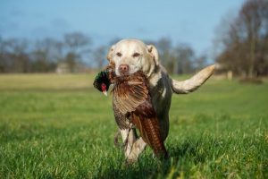 Köpeğinizin Av Köpeği Olup Olmadığını Nasıl Anlarsınız
