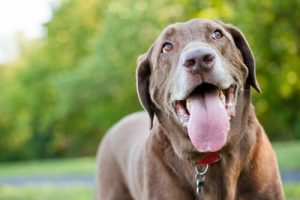 Köpeklerde Hızlı Nefes Alıp Verme İle İlgili Her Şey