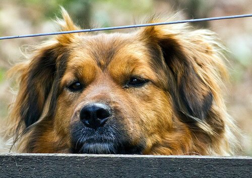 Köpeklerde Hepatit: Nedeni, Belirtileri ve Tedavisi
