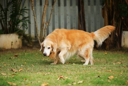 bahçede golden retriever