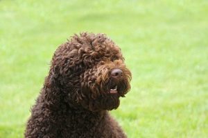 Sevecen Su Köpekleri: Barbet