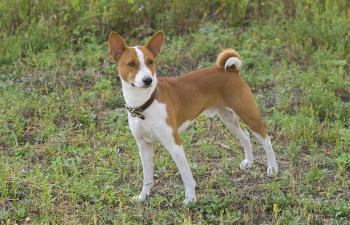 en az havlayan köpek