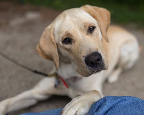 labrador