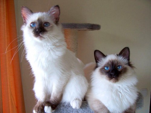 birman cinsi kedi