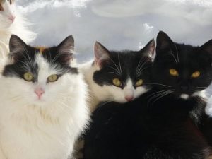 Japon Bobtail Kedileri