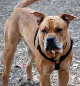 Ca de Bou Köpek Irkı