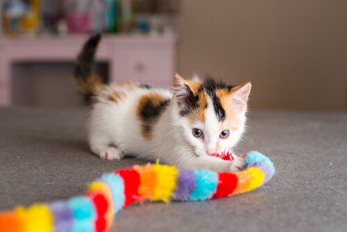 calico kedisi