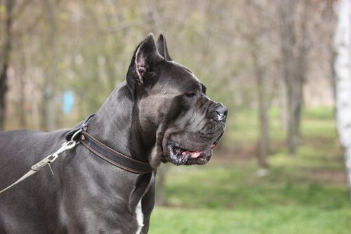 cane corso