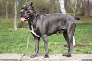 Cane Corso Köpek Irkı