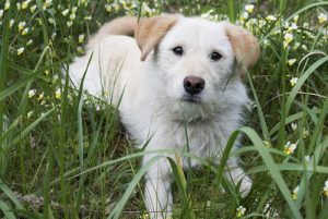 Bir Köpeğin Üçüncü Göz Kapağı Nedir?