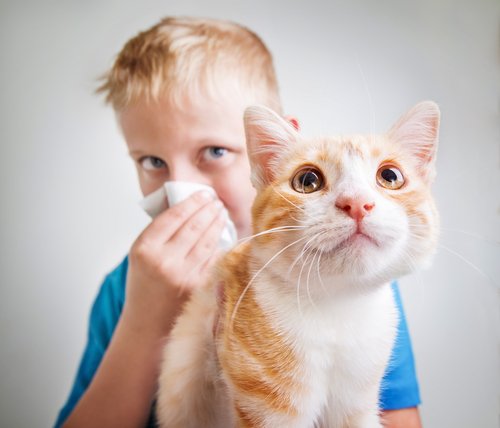 kedi alerjisi nasıl önlenir