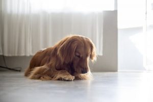 Dişi Köpekler Neden Vulvalarını Yalar?