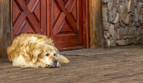 golden retriever