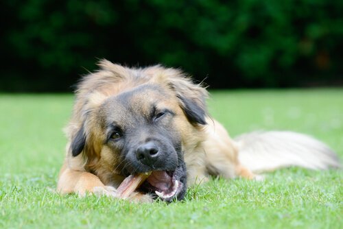 Köpekler İçin Diş Temizleyici Ödül Kemiği Nasıl Seçilir