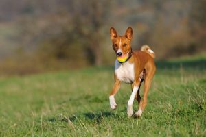 En Az Havlayan Köpek Cinsleri Hangileridir?