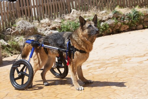 Engelli Bir Hayvanı Sahiplenmek İster Misiniz?