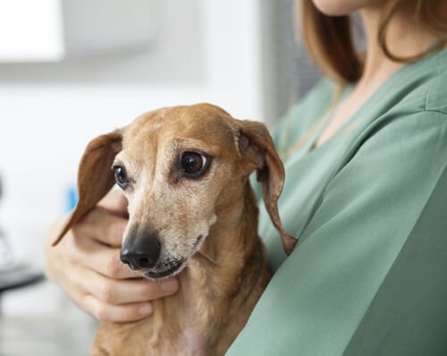 Epilepsili Köpek Bakımı Nasıl Olmalı?