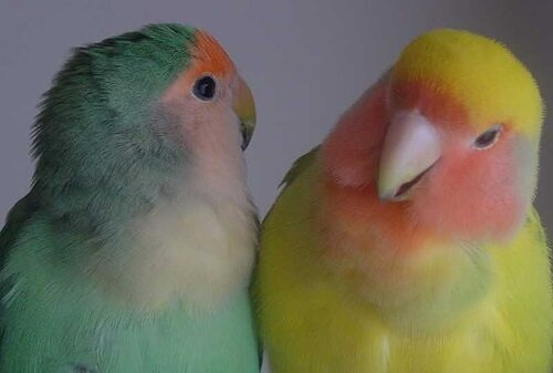 Evcil Hayvan Olarak Beslenen Kuşlar: Çiftler Halinde Daha Mutlular