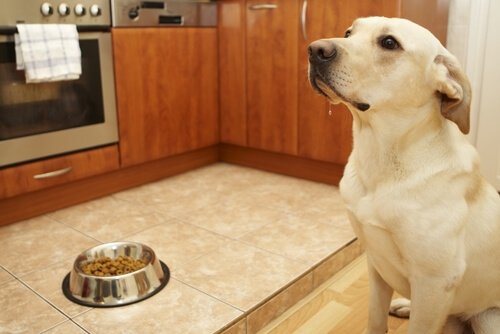 Evcil Hayvanlar Neden Mutfağınıza Girmemeli