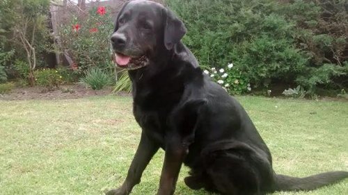 Felçli Köpek Tibo Ailesi Sayesinde Tekrar Yürüdü