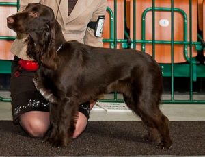 Az Bilinen Bir Av Köpeği: Field Spaniel