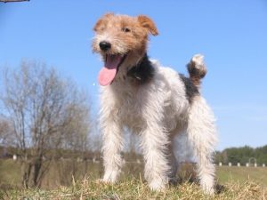 Tel Tel Tüyleri Olan Fox Terrier