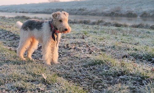 fox terrier