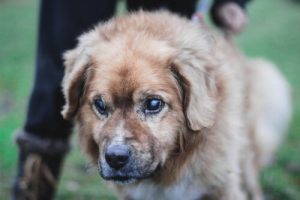 Görme Engelli Bir Köpeğin Bakımı İçin Tavsiyeler