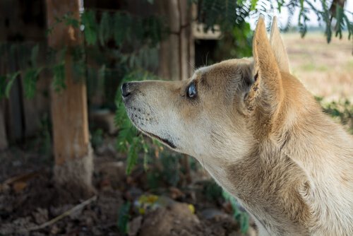 gözleri görmeyen köpeklerin bakımı