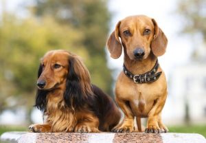 FCI Grup 4: Dachshund Nam-ı Diğer Sosis Köpekler