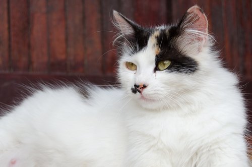 kedilerde hamileliği önlemek