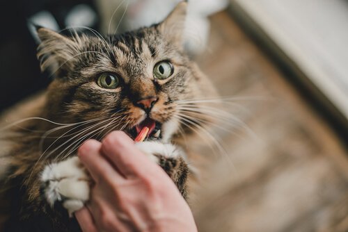 Kedinize Doğru Şekilde İlaç Verme Yöntemleri