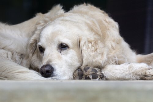 köpeklere kalp masajı