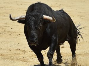 Dövüştürülen İspanyol Boğası