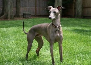 Italian Greyhound: Küçük ve Sevgi Dolu Köpekler