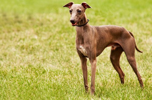 italian greyhound
