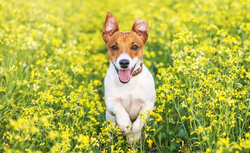Terrier Cinsleri: 5 Terrier Cinsi Ve Benzerlikleri