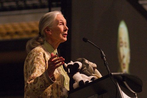 Jane Goodall Kimdir?