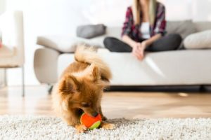 Köpek Davranışlarının Temel Yönleri