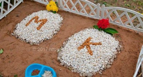 köpeklerde ani ölüm