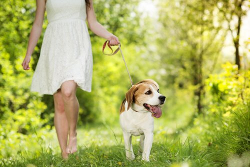 köpeklerin kişilik özellikleri