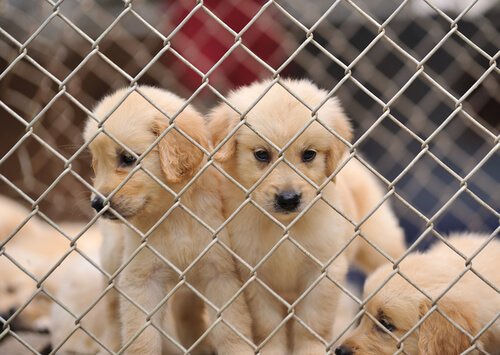kafeste yavru köpekler