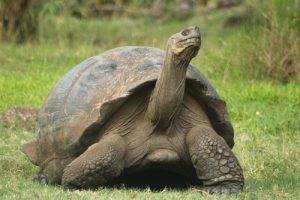 Dünyanın En Uzun Ömürlü Hayvanları