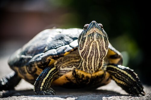 Nesli Tükenmekte Olan Kaplumbağalar