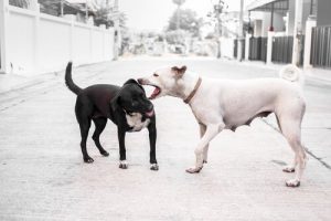 Köpeğinize Başka Bir Köpek Saldırırsa Ne Yapmalısınız?