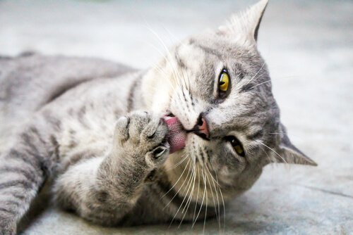 patisini yalayan kedi