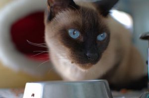 Kediler İçin Ev Yapımı Tarifler