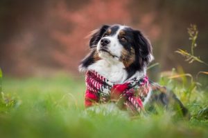 Kışın Köpekler: Bakım ve Dikkate Alınacak Hususlar
